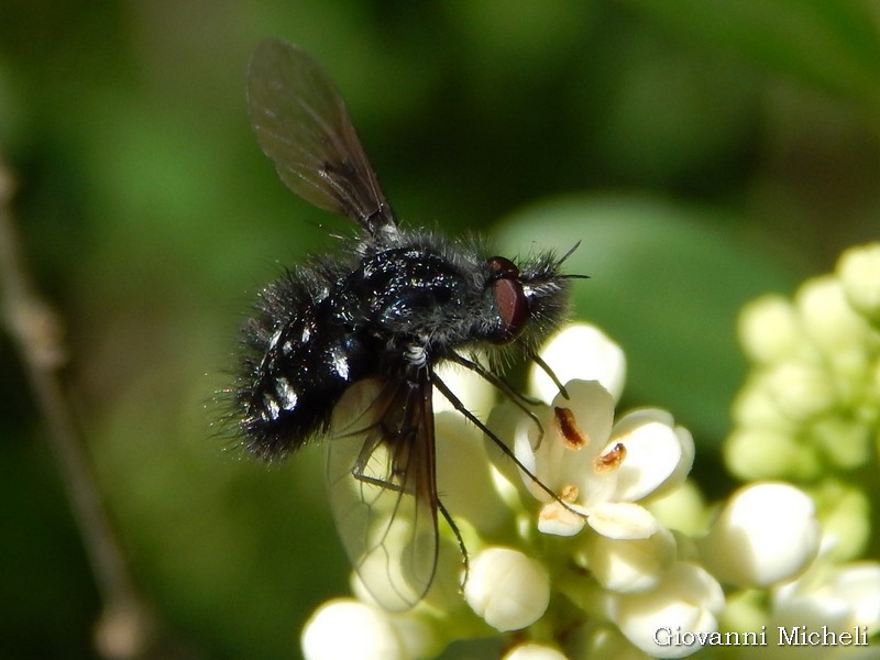 Bombylella atra